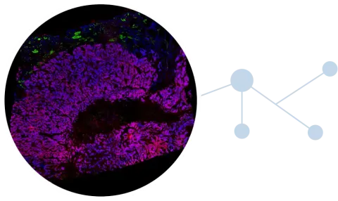 Paletrra spatial proteomics